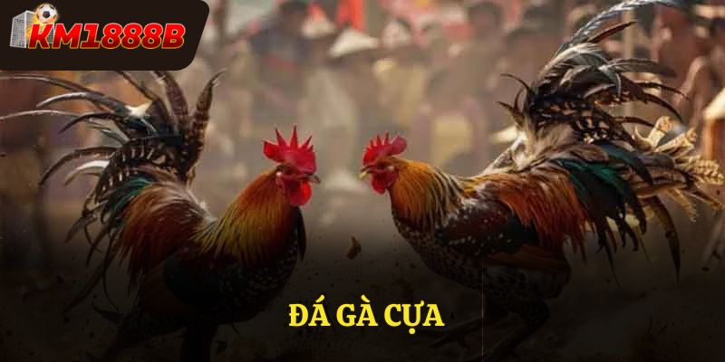 Đá Gà Cựa Tại Km1888b - Đấu Trường Vô Cùng Hấp Dẫn